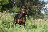 DOBERMANN 024